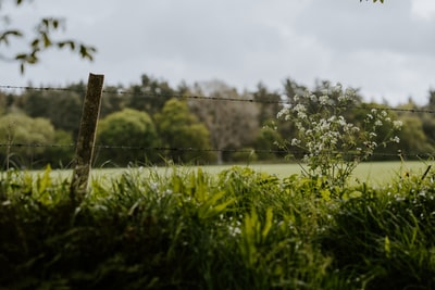 During the brown wooden fence near the green grass
